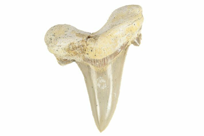 Serrated Sokolovi (Auriculatus) Shark Tooth - Dakhla, Morocco #249410